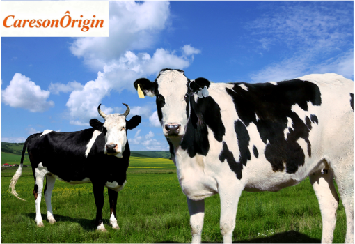 New Launch｜Wireless Cattle Ultrasound: High-Definition Imaging & Full Waterproof Design, Usher in a New Era of Smart Ranch Detection